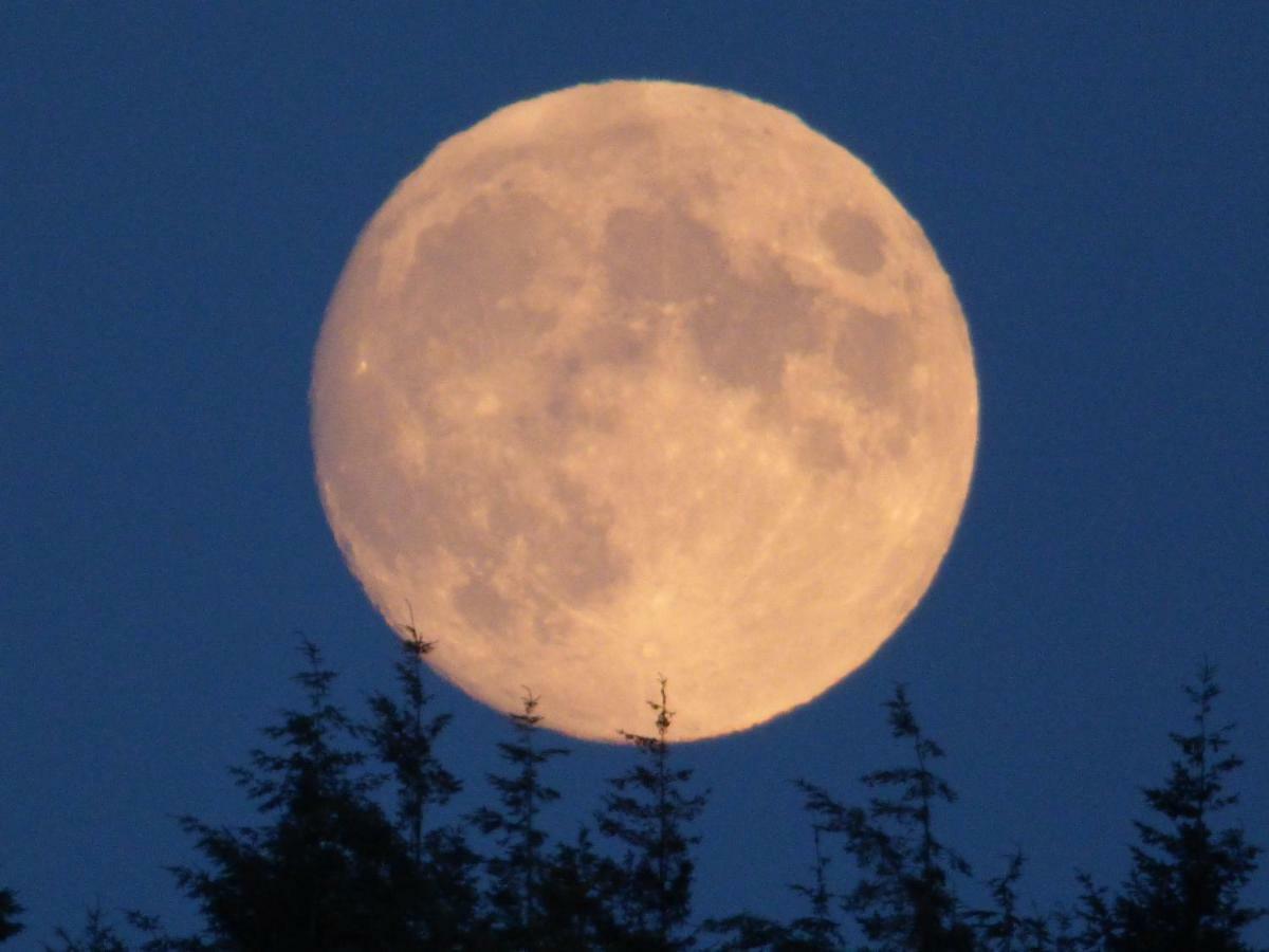 Hunters Moon B&B Tidworth Exteriör bild